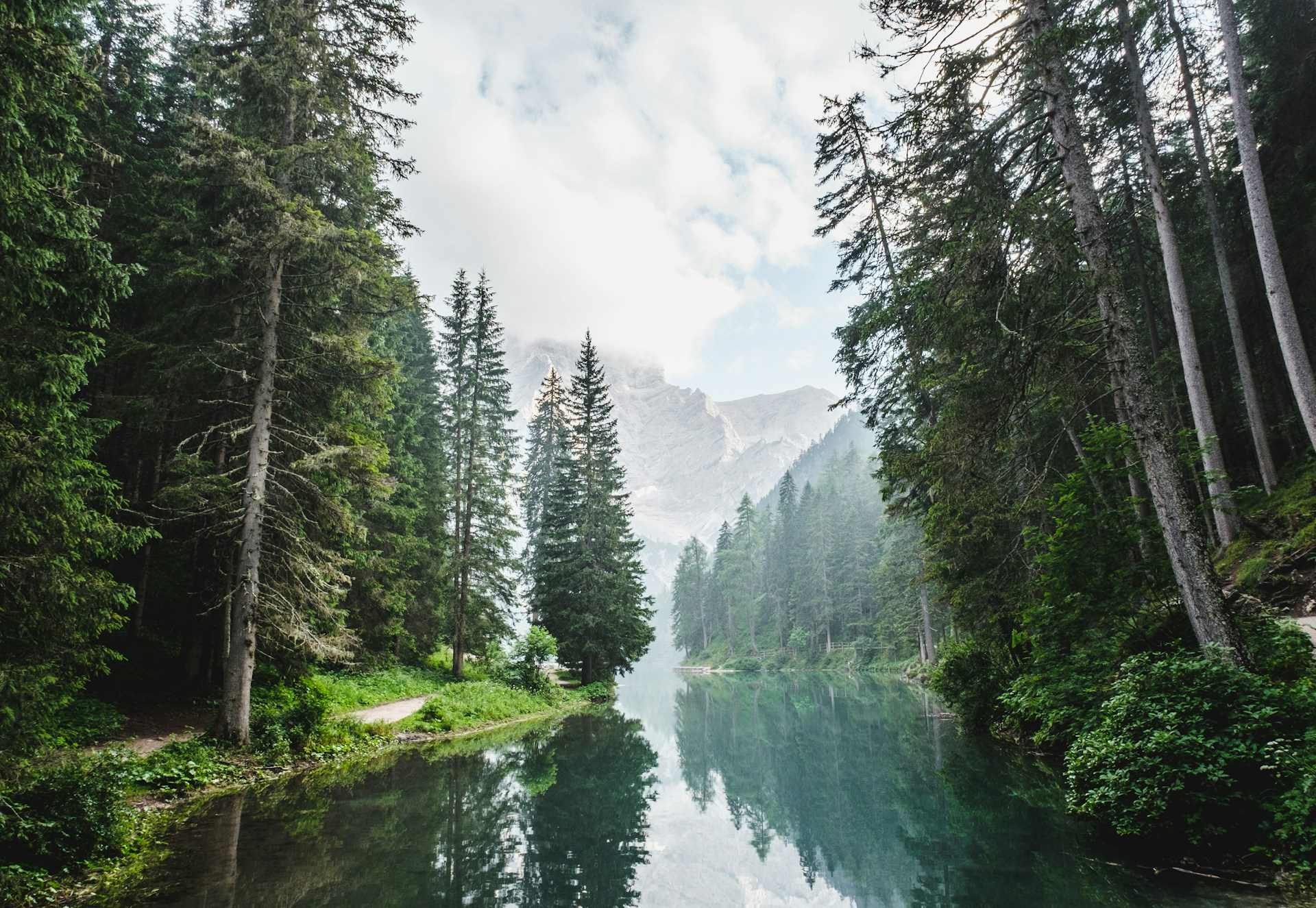 The Forest That Breathes Lightning All Day and Night